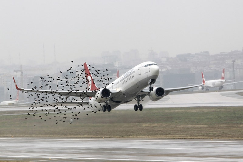 Птицы и самолеты